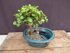 Baby jade land for sale  Freeport