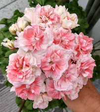 Zonartic geranie pelargonie gebraucht kaufen  Deutschland