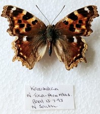 Nymphalis vaualbum compton for sale  SLEAFORD