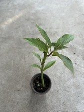 avocado plant for sale avocado plant for sale La Puente