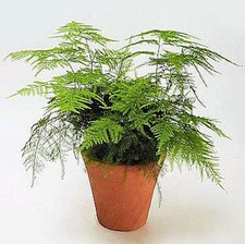 Asparagus fern plant for sale  Menifee