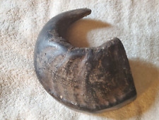 Single cape buffalo for sale  New Haven