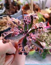 Kalanchoe pink butterfly gebraucht kaufen  Kassel