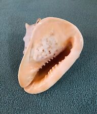 Horned helmet shell for sale  La Mesa