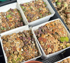 Colourful lithops living for sale  WALSALL