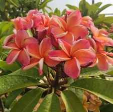 California sunset plumeria for sale  Fort Lauderdale