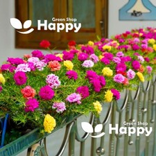 Moss rose longbloom for sale  DONCASTER
