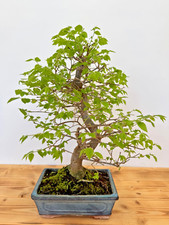 Bonsai zelkove zelkova gebraucht kaufen  Böhl-Iggelheim