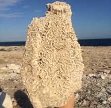 Fossil brain coral for sale  Jacksonville