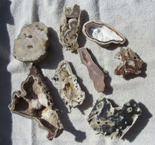 Agatized coral geode for sale  Zephyrhills