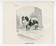 japanese chin for sale  COLEFORD