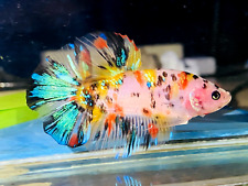 Live betta fish for sale  Shipping to Ireland