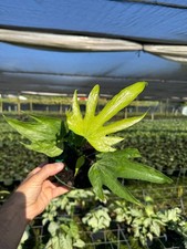 Anthurium fingers plant for sale  Homestead