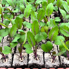 Kohlrabi blau jungpflanzen gebraucht kaufen  Straelen
