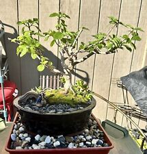 Lantana bonsai tree for sale  Brentwood