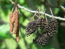 Alder alnus glutinosa for sale  ALTON