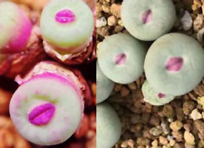 Usado, 50 Semillas mezcla Conophytum pageae Red Lip  Semilla Suculenta Rosa Suculentas comprar usado  Enviando para Brazil