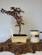 Japanese maple bonsai for sale  ELGIN