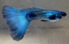 Pair beautiful blue for sale  Mount Morris