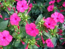 wunderblume gebraucht kaufen wunderblume gebraucht kaufen Deutschland
