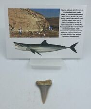 Mako denti larghi usato  Spedire a Italy