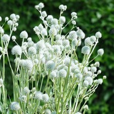 Sea holly eryngium for sale  UK