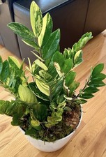 Rare variegated zamioculcas d'occasion  Expédié en Belgium