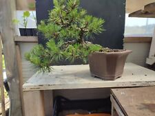 Bonsai pino nero usato  Isernia