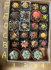 Astrophytum gymnocalycium vari for sale  BIRMINGHAM