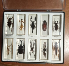 Real life bugs for sale  MANCHESTER