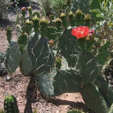 Prickly pear cactus for sale  Redmond