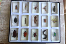 Real life bugs for sale Real life bugs for sale  TARPORLEY