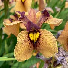 Iris pseudata yarai for sale  New Castle