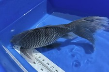 Inch big black for sale  Findlay