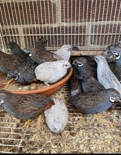 Quail cpq button for sale  BARKING