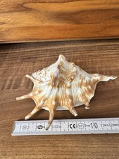 Große muschel deko gebraucht kaufen  Kolbermoor