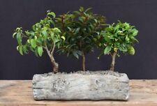 3 fake indoor trees pots for sale 3 fake indoor trees pots for sale Patchogue