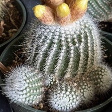 Notocactus scopa live for sale  Oakland