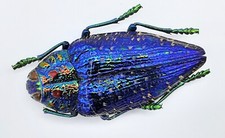 Buprestidae polybothris sumptu gebraucht kaufen  Wadern