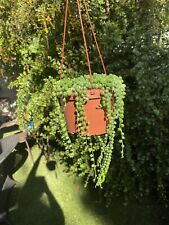 Succulent string pearls for sale  Oceanside