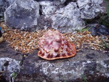 Garden shell decoration for sale  BOLTON