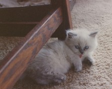 1980s kitten blue for sale  Mission