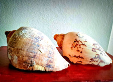 Large natural shells d'occasion  Expédié en Belgium