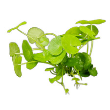 Wasserpflanze hydrocotyle leuc gebraucht kaufen  Nettetal