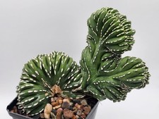 Stenocereus marginatus crested for sale  Murrieta