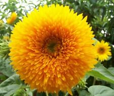 Seeds sunflower sungold for sale Seeds sunflower sungold for sale  READING