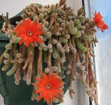 Cactus orange flowers for sale  WALTHAM CROSS