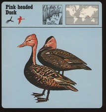 Pink headed duck for sale  Waupun