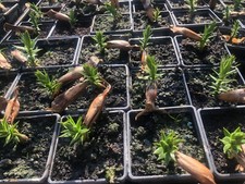 Monkey puzzle tree for sale  MALPAS