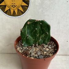 Opuntia jamaicensis var for sale  LIVERPOOL